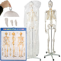 Cilvēka skeleta anatomiskais modelis 170 cm, uz statīva