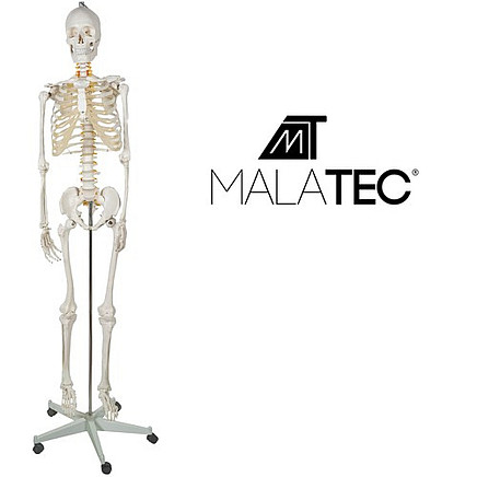 Cilvēka skeleta anatomiskais modelis 170 cm, uz statīva