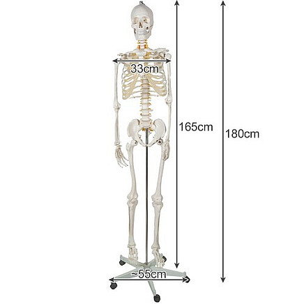 Cilvēka skeleta anatomiskais modelis 170 cm, uz statīva