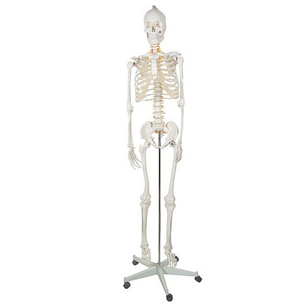 Cilvēka skeleta anatomiskais modelis 170 cm, uz statīva