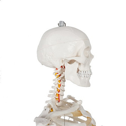 Cilvēka skeleta anatomiskais modelis 170 cm, uz statīva
