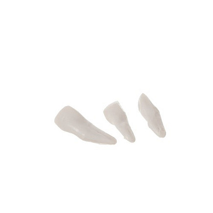 Cilvēka skeleta anatomiskais modelis 170 cm, uz statīva