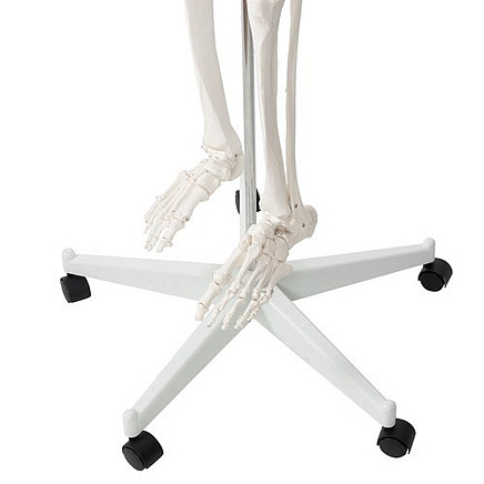 Cilvēka skeleta anatomiskais modelis 170 cm, uz statīva