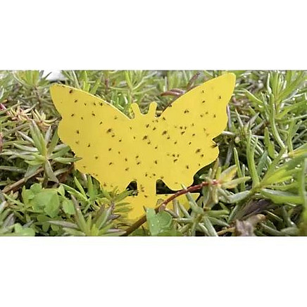 Insect glue - 12 pcs. Repest 19053