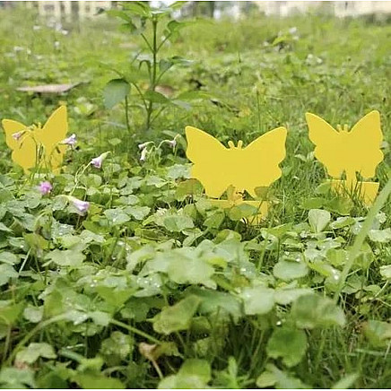 Insect glue - 12 pcs. Repest 19053