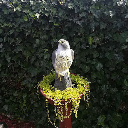 Bird scarer - falcon 23421