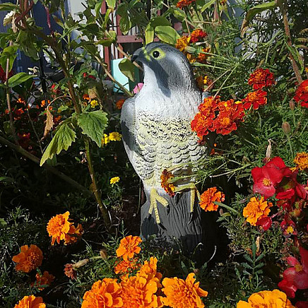 Bird scarer - falcon 23421