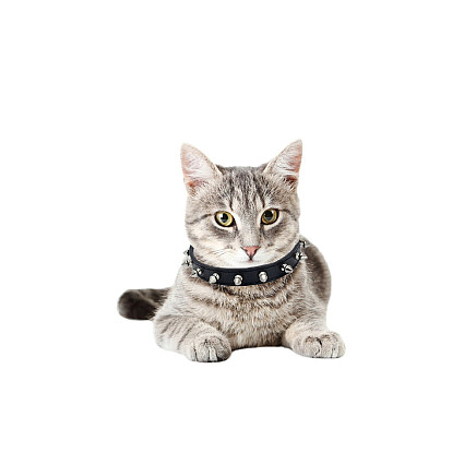 Studded dog collar eco leather adjustable m