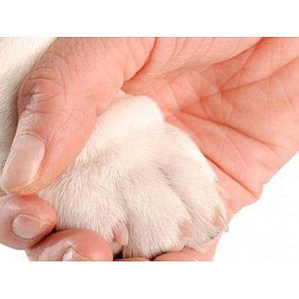 Dog claw clippers cat claw clippers scissors with locking claws