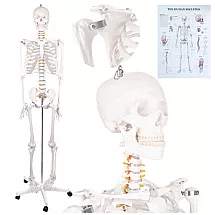 Human Skeleton - 170cm Glimz