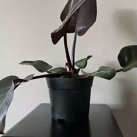 Plastmasas Ražošanas Stādīšanas Augu Podi, 16cm, 2l, Komplektā 500 gab.