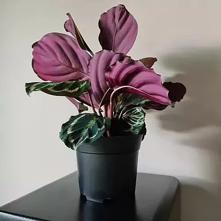 Plastmasas Ražošanas Stādīšanas Augu Podi, 16cm, 2l, Komplektā 500 gab.