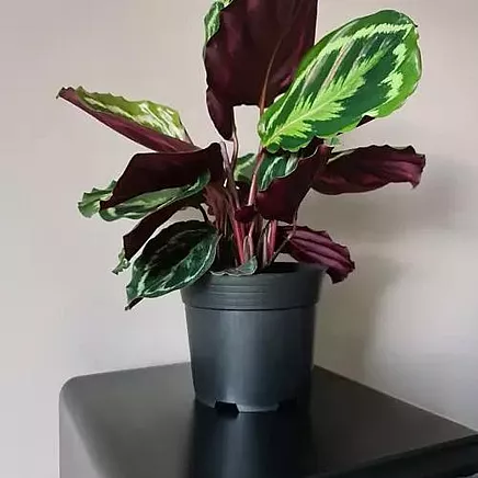 Plastmasas Ražošanas Stādīšanas Augu Podi, 16cm, 2l, Komplektā 500 gab.