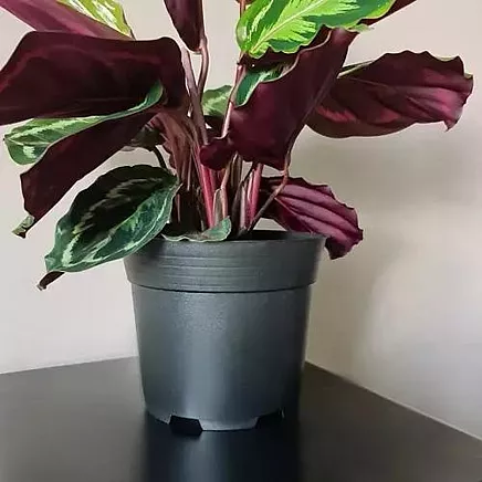 Plastmasas Ražošanas Stādīšanas Augu Podi, 16cm, 2l, Komplektā 500 gab.