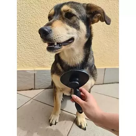 Pašattīroša matu suka dzīvnieku (suņi, kaķi, truši) ķemmēšanai un masāžai