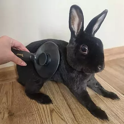 Pašattīroša matu suka dzīvnieku (suņi, kaķi, truši) ķemmēšanai un masāžai