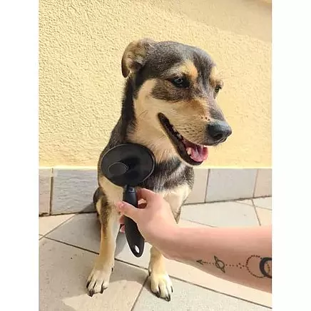 Pašattīroša matu suka dzīvnieku (suņi, kaķi, truši) ķemmēšanai un masāžai