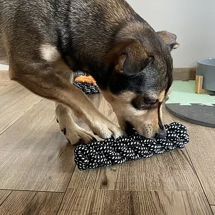 Dog toy set - 10 pcs Purlov 24388