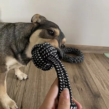 Dog toy set - 10 pcs Purlov 24388