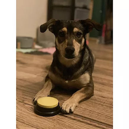 Animal Sound Buttons Purlov 24615