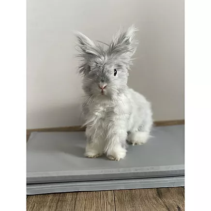 Cooling mat for animals 90x50cm Purlov 25531