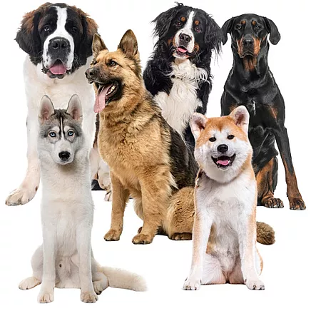 Cooling mat for animals 110x70cm Purlov 25536