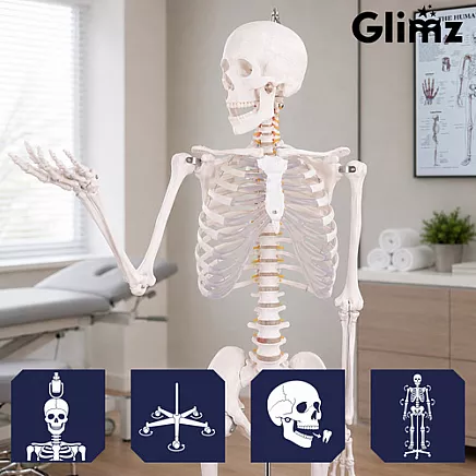 Szkielet człowieka- 170cm Glimz