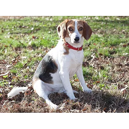 Studded dog collar eco leather adjustable m