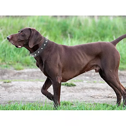 Studded dog collar eco leather adjustable l