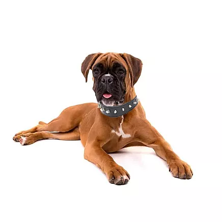 Studded dog collar eco leather adjustable l