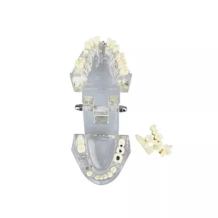 Anatomiskais Stomatoloģiskais Zobu un Žokļa Modelis