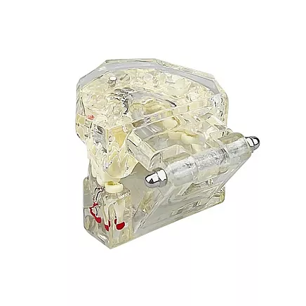 Anatomiskais Stomatoloģiskais Zobu un Žokļa Modelis