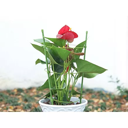 Ziedu Gredzens Augu Atbalsts Apaļš