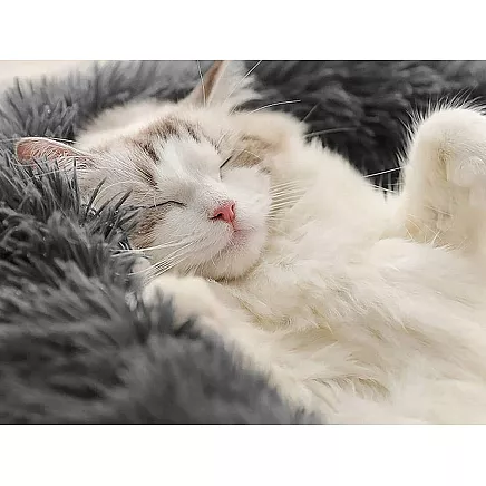 PLUSH BED 100 GREY DARK (30) GAB_C