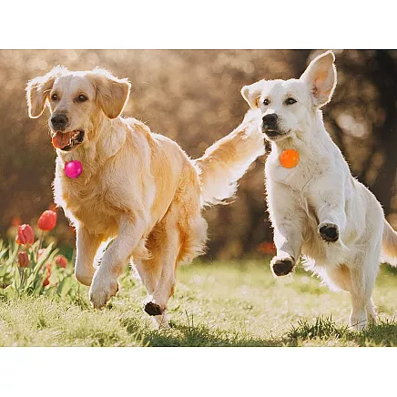 Led collar light dog collar pendant cat collar light