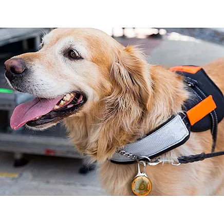 Led collar light dog collar pendant cat collar light