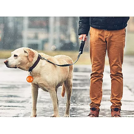 Led collar light dog collar pendant cat collar light