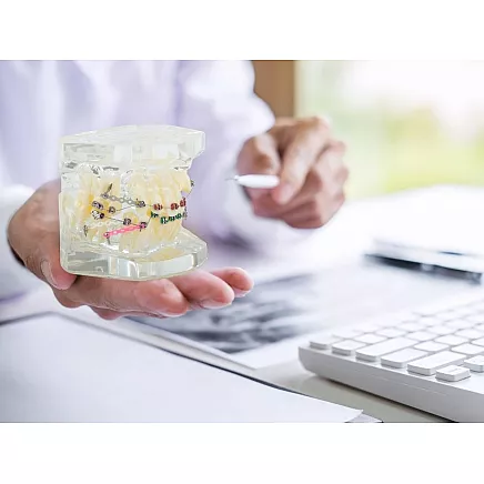 Dental model jaw teeth teeth braces