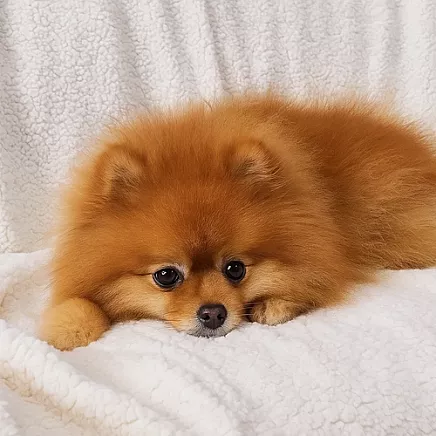 Double-sided blanket 150x200cm light gray Ruhhy 26293